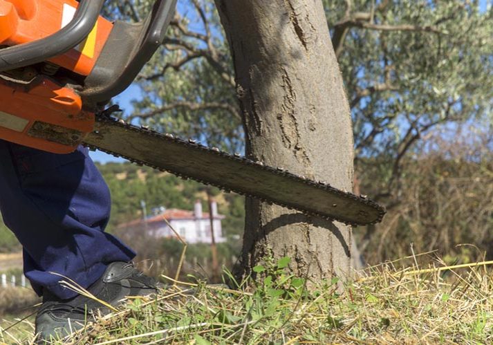 Tree felling