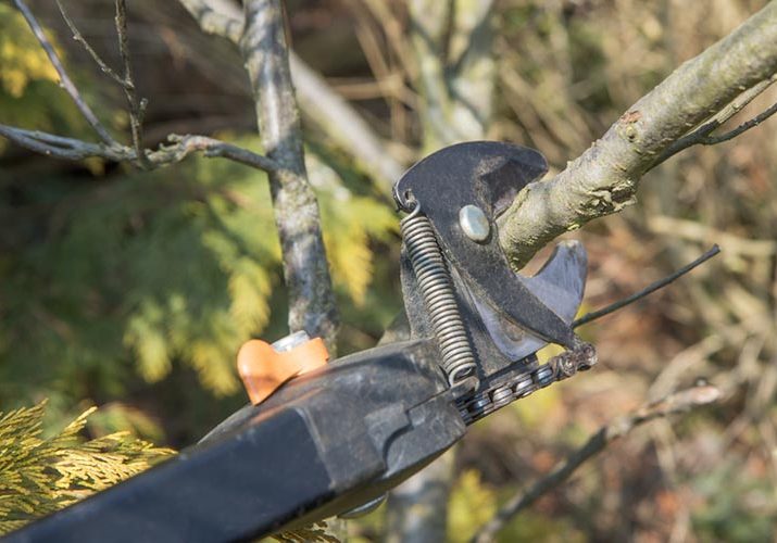Tree Pruning