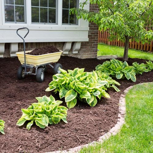 Planting garden bushes